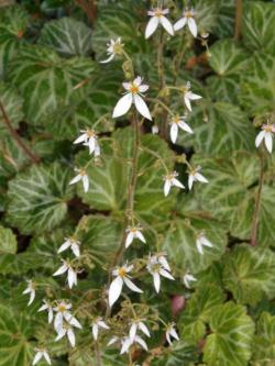 Perene: Saxifraga stolonifera 