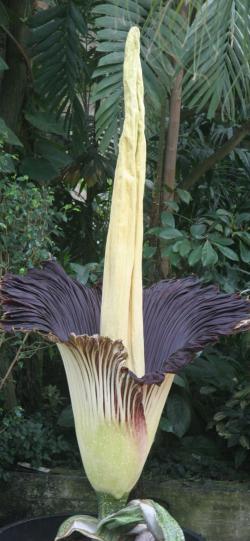 Lukovice: Džinovski cvet (Titan Arum)