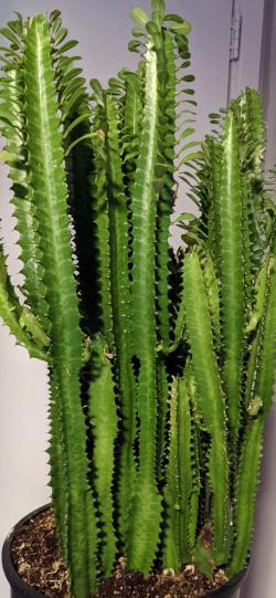 Sadnice - sobne biljke: Euphorbia trigona (Afrička mlečna biljka)