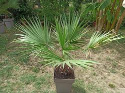 Sadnice - sobne biljke: Washingtonia filifera (Končasta lepezasta kalifornijska palma)