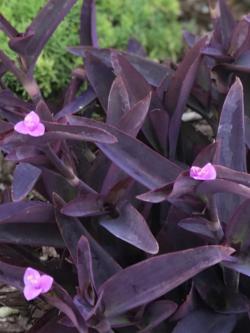 Sadnice - sobne biljke: Tradescantia pallida (Ljubičastolisna lozica)