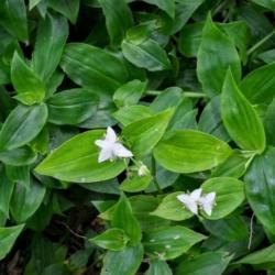 Sadnice - sobne biljke: Tradescantia fluminensis