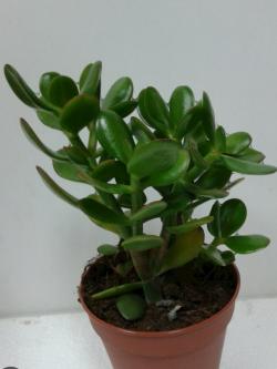 Sadnice - sobne biljke: Drvo novca (Crassula ovata) 