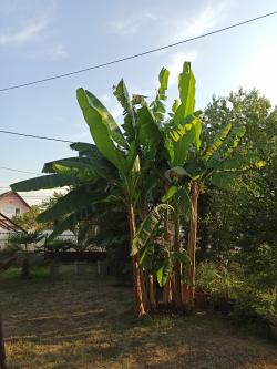 Sadnice - drveće: Banane za dvorišta 