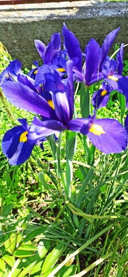 Perene: Iris (perene) 