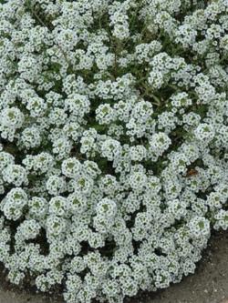 Perene: Alisum beli - medeni cvet