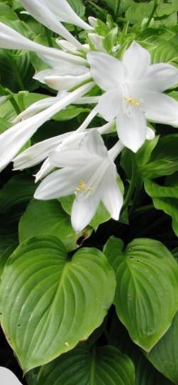 Sadnice - žbunaste vrste: Dnevni ljiljan, baštenska hosta - Hosta plantaginea grandiflora