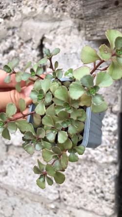 Perene: Sedum spurium