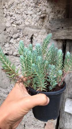 Perene: Sedum blue spruce  / Zimootporan