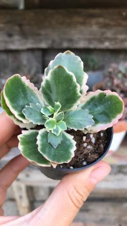 Sadnice - sobne biljke: Kalanchoe blossfeldiana f.variegata