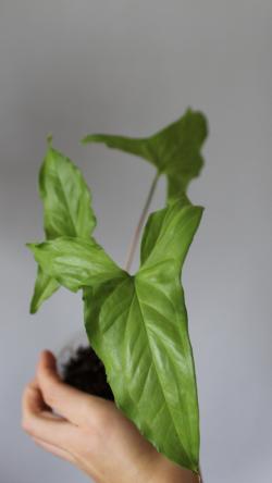 Sadnice - sobne biljke: Syngonium Green