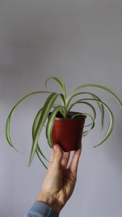 Sadnice - sobne biljke: Chlorophytum Bonii 