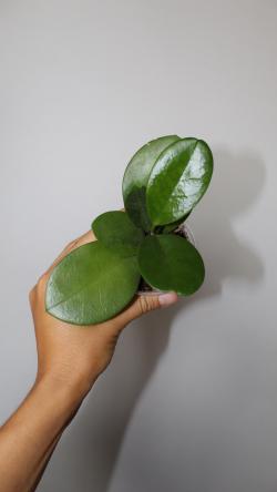 Sadnice - sobne biljke: Hoya Australis