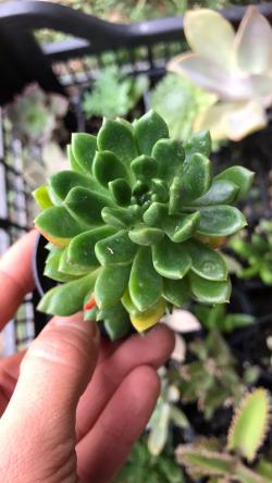 Perene: Sukulent Echeveria Ron evans