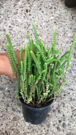 Sadnice - sobne biljke: Crassula muscosa