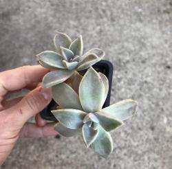 Perene: Graptopetalum Paraguayense , Kameni cvet 