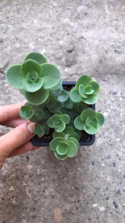 Perene: Sedum Lime Zinger / Zimootporan