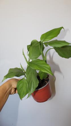 Sadnice - sobne biljke: Aglaonema Modestum veća biljka