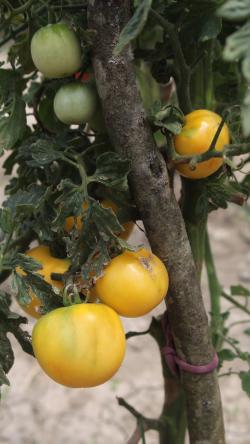 Seme povrća: Garden Peach - Baštenska breskva- seme paradajza