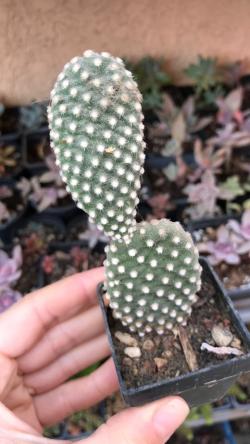 Kaktusi: Opuntia Microdasys var. Albispina