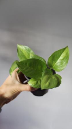 Sadnice - sobne biljke: Epipremnum Aureum Global Green