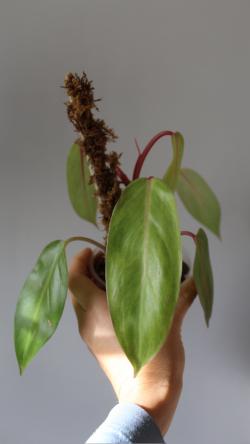 Sadnice - sobne biljke: Philodendron Painted Lady