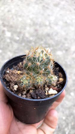 Kaktusi: Mammillaria prolifera