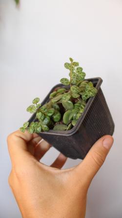 Sadnice - sobne biljke: Peperomia Prostrata / String of Turtles