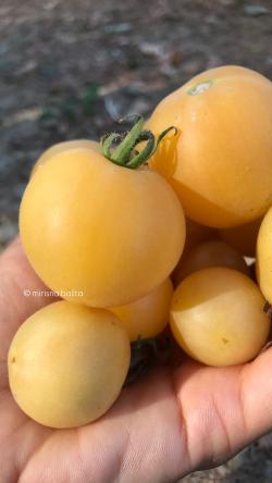 Seme povrća: Paradajz Baštenska breskva, Garden Peach, seme