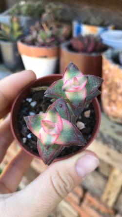 Sadnice - sobne biljke: Crassula Perforata variegata