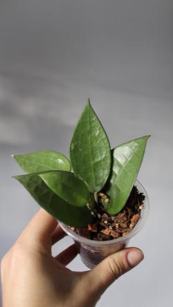 Sadnice - sobne biljke: Hoya Parasitica Black Edge