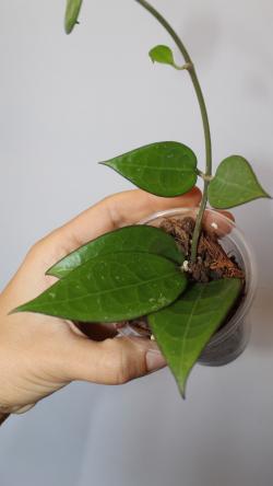 Sadnice - sobne biljke: Hoya Parasitica Black Edge