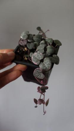 Sadnice - sobne biljke: Ceropegia Woodii variegata