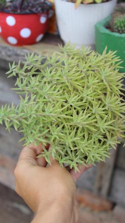 Perene: Sedum Lineare - veća biljka