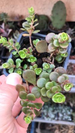 Perene: Sedum tetractinum