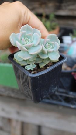 Perene: Graptoveria Titubans