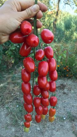 Seme povrća: Paradajz Gardener Sweetheart, seme