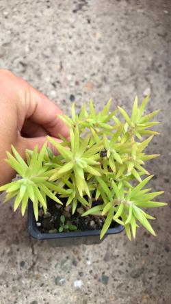 Perene: Sedum Lineare