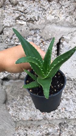 Perene: Sukulent Aloe sp.