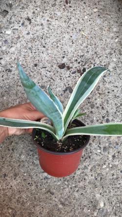 Perene: Agave Americana variegata