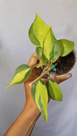 Sadnice - sobne biljke: Philodendron Brasil