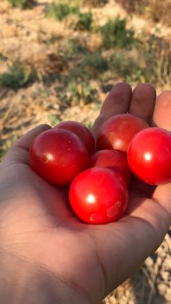 Seme povrća: Cherry Belle, seme paradajza