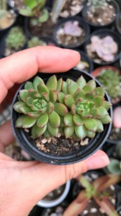 Perene: Echeveria Ron Evans 