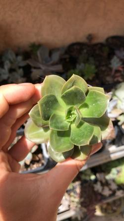 Perene: Echeveria Melaco