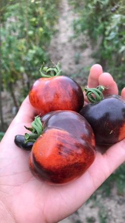 Seme povrća: Chestnut Chocolate, seme paradajza