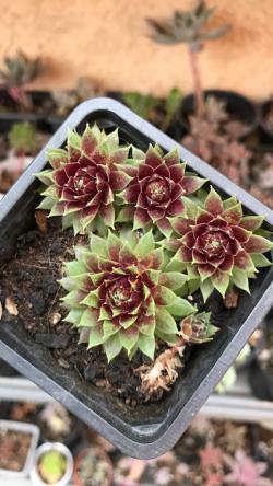 Perene: Sempervivum 1