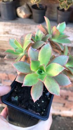 Perene: Aeonium Decorum 