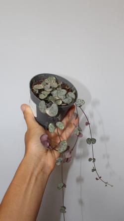 Sadnice - sobne biljke: Ceropegia Woodii variegata