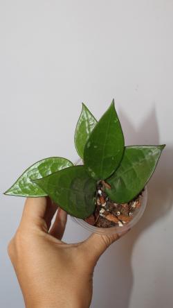 Sadnice - sobne biljke: Hoya Parasitica 