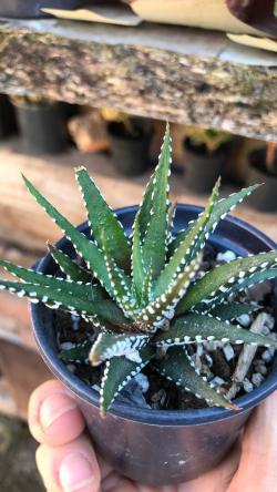 Perene: Haworthia fasciata